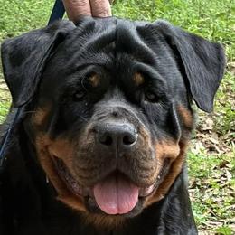 Xena - Rottweiler