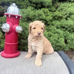 Brown - Apricot male Goldendoodle puppy in Mc Cutchenville, Ohio from Dawn's Doodles