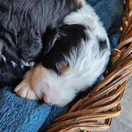 Arwen - Black and white female Bernedoodle puppy in Granton, Wisconsin from Rose River Farms