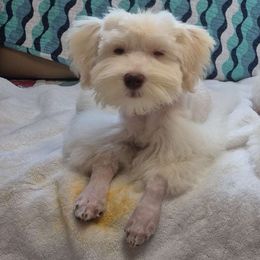 Dark Blue - Parti male Miniature Schnauzer puppy in Melbourne, Florida from Bella's Mini Schnauzers