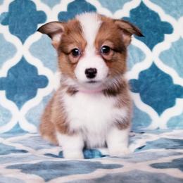 American Corgi and Pembroke Welsh Corgi Puppies from Whimsical Treasure Corgis