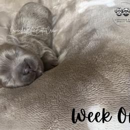Matcha - Lilac female Shih Tzu puppy in Olive Branch, Mississippi from Lavender Blue Exotic Crew