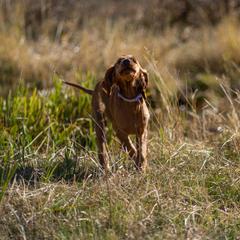 Irish Setter Puppies from Spring Creek Irish Setters