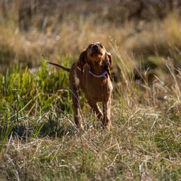 Irish Setter Puppies from Spring Creek Irish Setters