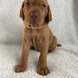 Vizsla Puppies from Valor Vizsla's