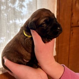 Boy 7 - Wheaten male Soft Coated Wheaten Terrier puppy in Fowler, Ohio from Warzalas wheatens