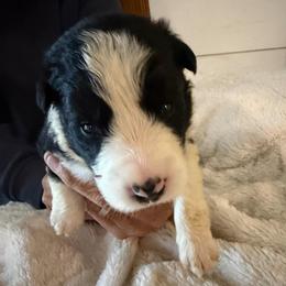 Hawk - Black and white male Border Collie puppy in Lakeview, Michigan from Haven Creek Farm