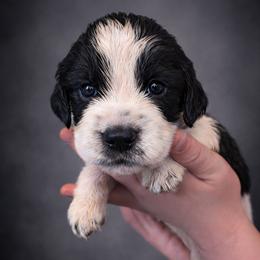 Knight - Black and white male English Springer Spaniel puppy in Florida from Thunderbird Springers