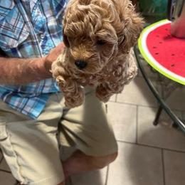 Diamund - Cream male Poodle puppy in Lexington, Tennessee from Jm’s Precious Poodles