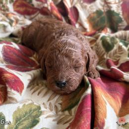 Gus - Red  male Poodle puppy in Florida from Rouge Poodles