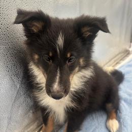 Girl 4 - Black white and tan female Shetland Sheepdog puppy in Pensacola, Florida from Nancy Barger's Siberian Huskies