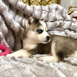 Pomsky Puppies from Oxsana Perfect Pomsky- 5 puppies available