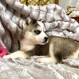 Pomsky Puppies from Oxsana Perfect Pomsky- 5 puppies available