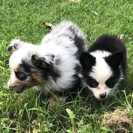 Miniature Australian Shepherds and Toy Australian Shepherds from Gamel’s Aussome Aussies