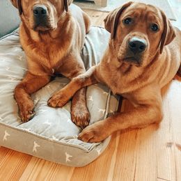 Havanese and Labrador Retriever All Grown Up from Hudson Valley Labradors and Havanese of Claverack
