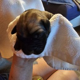 Girl 5 - female Cane Corso puppy in Winchester, Virginia from Paladin's Cane Corsos