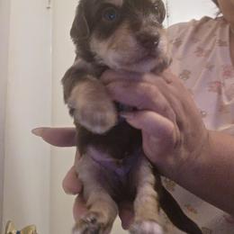 Bichon Frise and Yorkshire Terrier Puppies from Joanelly Marshall