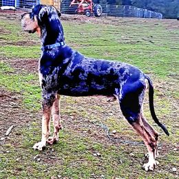 Great Dane Puppies from Lakefront Danes