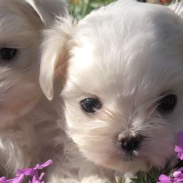 French Bulldogs, Maltese, and Poodles from SilverLining highlands and hounds