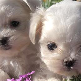French Bulldogs, Maltese, and Poodles from SilverLining highlands and hounds