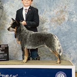 Dally - Australian Cattle Dog