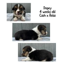 Dopey - Black and tan male Pembroke Welsh Corgi puppy in Stephenville, Texas from Rising JM Pembrokes