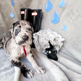 Imogen - Merle female Great Dane puppy in Climax, Michigan from Beaver Creek Danes