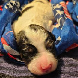 Girl 4 - Tri - 2 spots on back - Blue belton and tan (tri-color) female English Setter puppy in Boise, Idaho from English Setters of the Eyrie