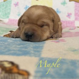Maple - Yellow female Labrador Retriever puppy in Alcester, South Dakota from Theresa Rhodes