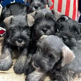 Miniature Schnauzer Puppies from Timeless Miniature Schnauzers