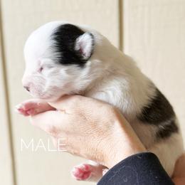 Boy 2 - Black and white male Pomsky puppy in Grass Valley, California from Karalot Pomskies
