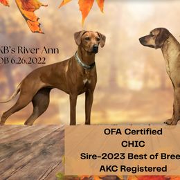 Dalmatians and Rhodesian Ridgebacks from KB Ridgebacks and Dals, LLC