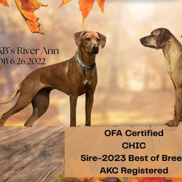 Dalmatians and Rhodesian Ridgebacks from KB Ridgebacks and Dals, LLC