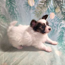 Boy 1 - White and sable male Papillon puppy in Davenport, Washington from Lovely Ladies and Little Asses Miniature Equines (L3A Pomeranians & Papillons)