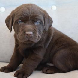 Trouble - Chocolate male Labrador Retriever puppy in Camden, Indiana from Camden's Caring Canines