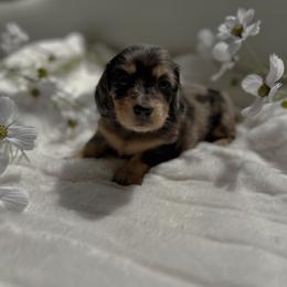 Gwen - Dapple female Dachshund puppy in San Diego, California from Enchantables