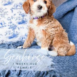 Seahorse - Apricot female Goldendoodle puppy in Garden Grove, California from Sunkissed Doodles