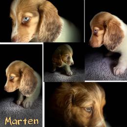Marten - Piebald male Dachshund puppy in Hooks, Texas from The Gentle Kennels