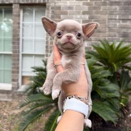 Aspen - 4,820 - Silver male Chihuahua puppy in Houston, Texas from The Chihuahua Haus