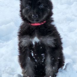 Girl 2 - Black and beige Shiloh Shepherd puppy in Charlo, Montana from IdleWilde Shilohs