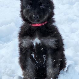 Girl 2 - Black and beige Shiloh Shepherd puppy in Charlo, Montana from IdleWilde Shilohs