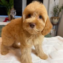 Beau - Golden male Cockapoo puppy in Queens, New York from The 2 Musketeers_Cockapoos