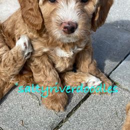 Goldendoodle Puppies from Salty River Doodles