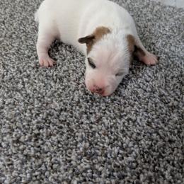 Parson Russell Terrier puppies from Elite Parson Russells