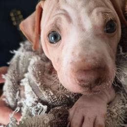 Caeser - White and lemon male American Hairless Terrier puppy in Claremont, New Hampshire from Melanie Bell