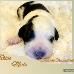 Teton - Black and white male Sheepadoodle puppy in Roseburg, Oregon from Sharon’s Sheepadoodle’s