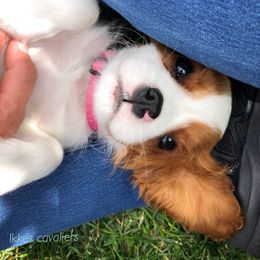 Cavalier King Charles Spaniel Puppies from Ikkes Cavaliers