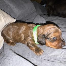 Alex - Red male Dachshund puppy in Hobart, Indiana from Cogsworth Cromwell Dachshunds of NW Indiana