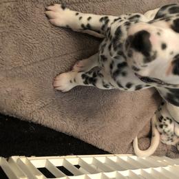 Dalmatian Puppies from Revere Dalmatians