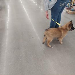 Belgian Tervuren Puppies from SoDak Belgians/ Protégé Belgians